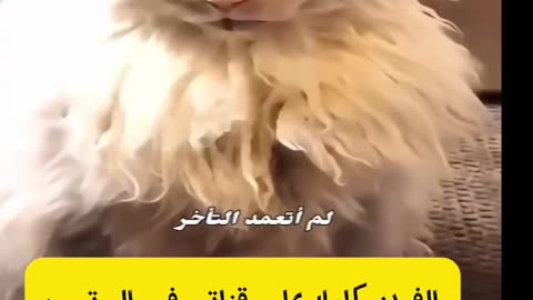 قط غاضب جدا يبدو على هيئة جن متشكل