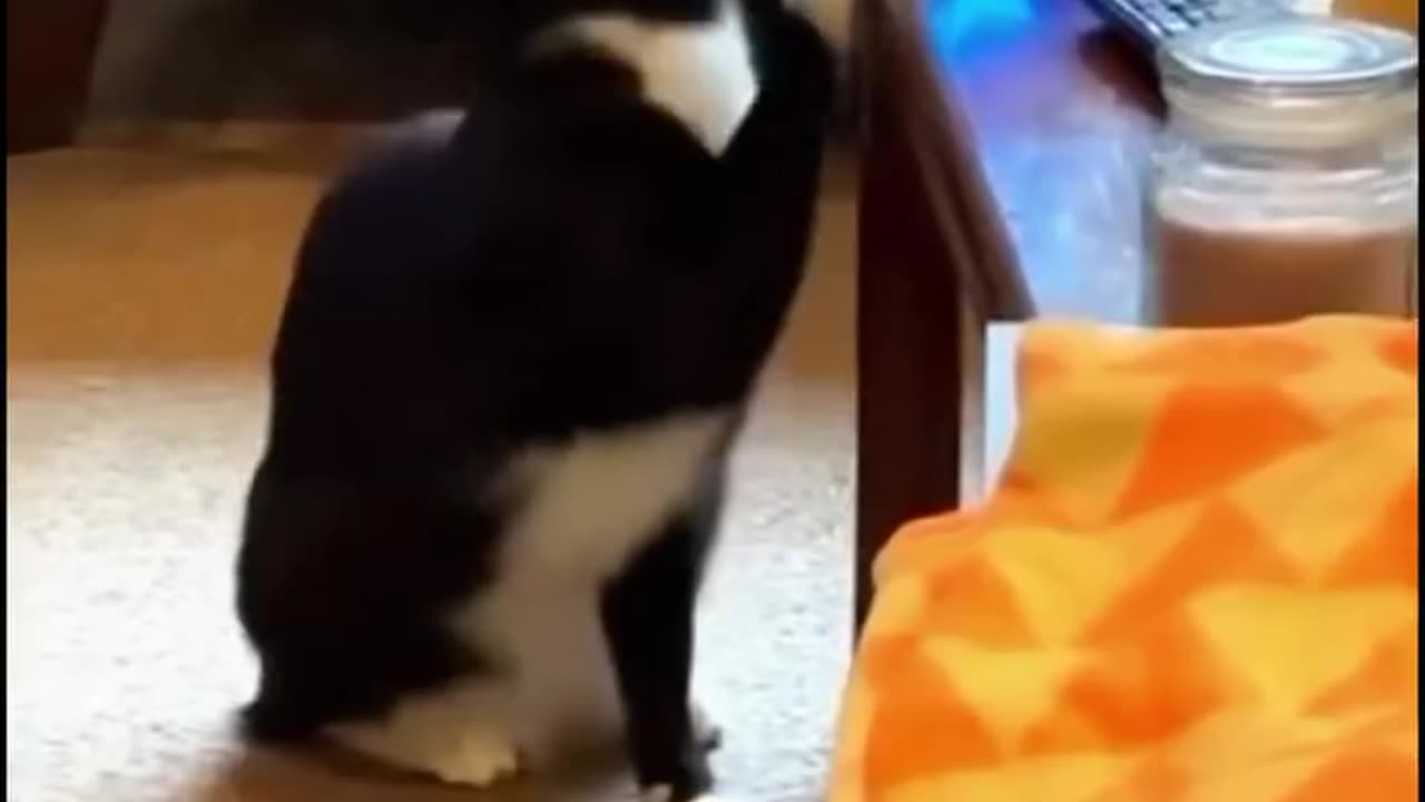 cat funny videos