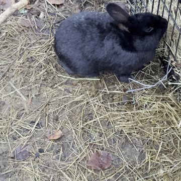 Dirt Inspector Bunny at Work 🐰