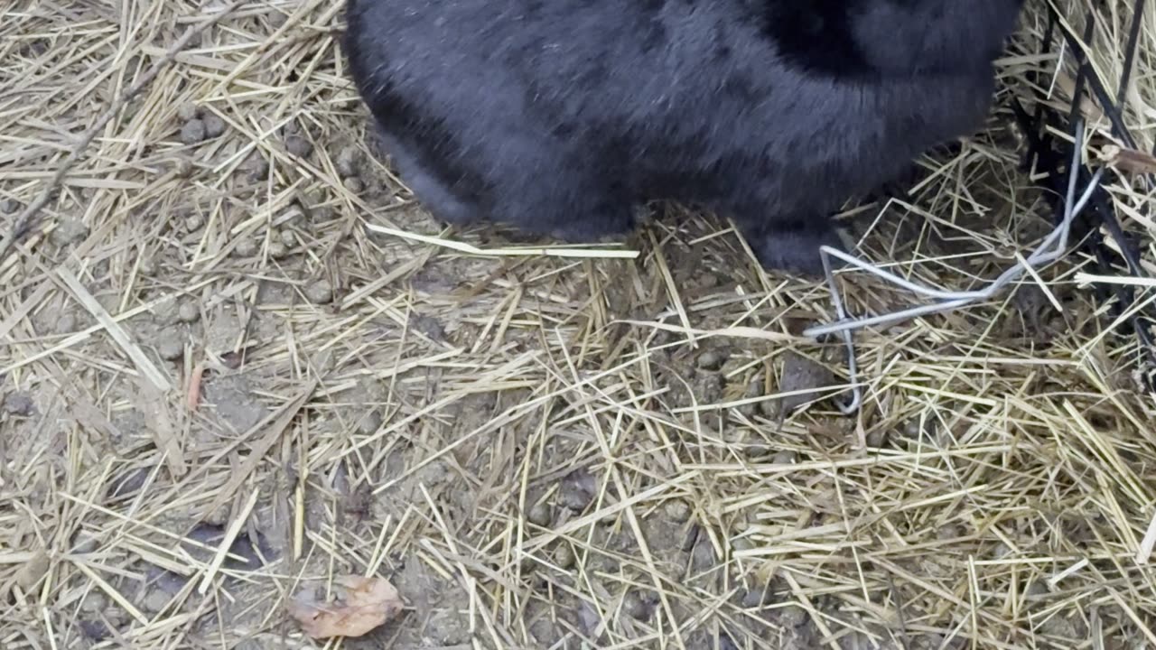 Dirt Inspector Bunny at Work 🐰