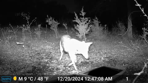 Coyote Drags Water Tub 5