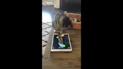 Funny animal videos - Funny cats/dogs - Funny animals