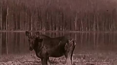 Moose Realm: Canada’s Wild Call