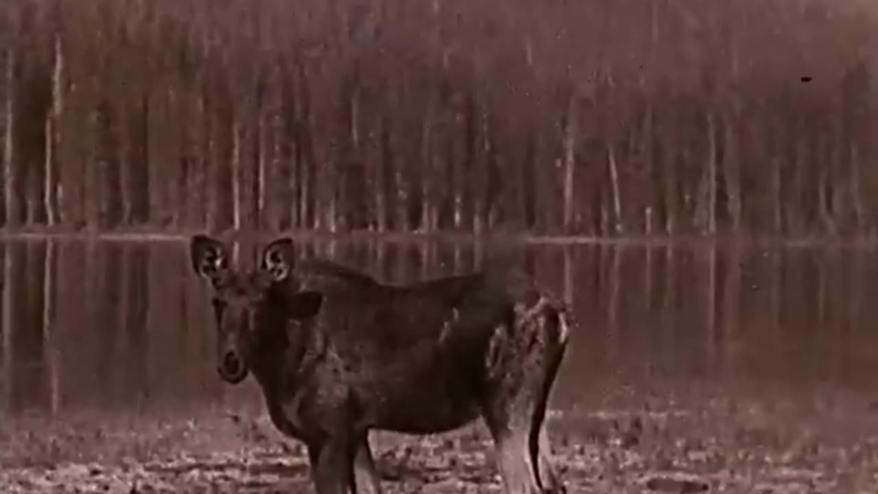 Moose Realm: Canada’s Wild Call