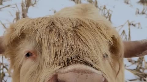 Brushing Out A Sweet Highland Cow