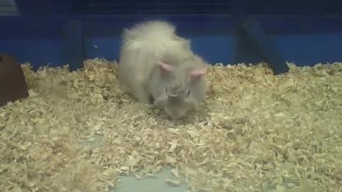 Abyssinian guinea pig is eating, but when he sees me it runs [Nature & Animals]