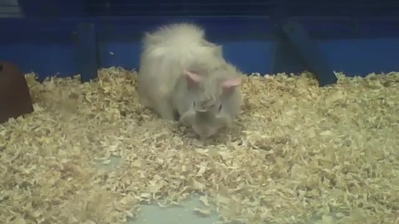 Abyssinian guinea pig is eating, but when he sees me it runs [Nature & Animals]