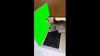 Cat Licking Screen | Green Screen #cat #cats #kitten #hungry #fyp