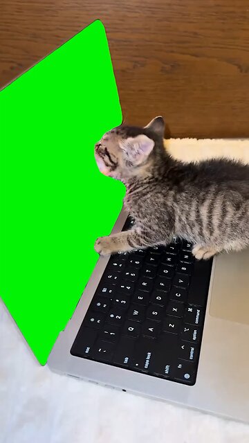Cat Licking Screen | Green Screen #cat #cats #kitten #hungry #fyp