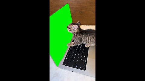 Cat Licking Screen | Green Screen #cat #cats #kitten #hungry #fyp