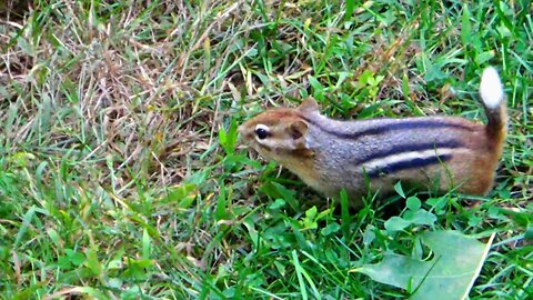 White-tailed Chipmunk