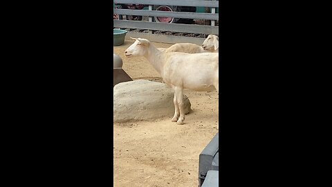 Goats 🐐 #goat #goats #followme #shorts #viral #trending