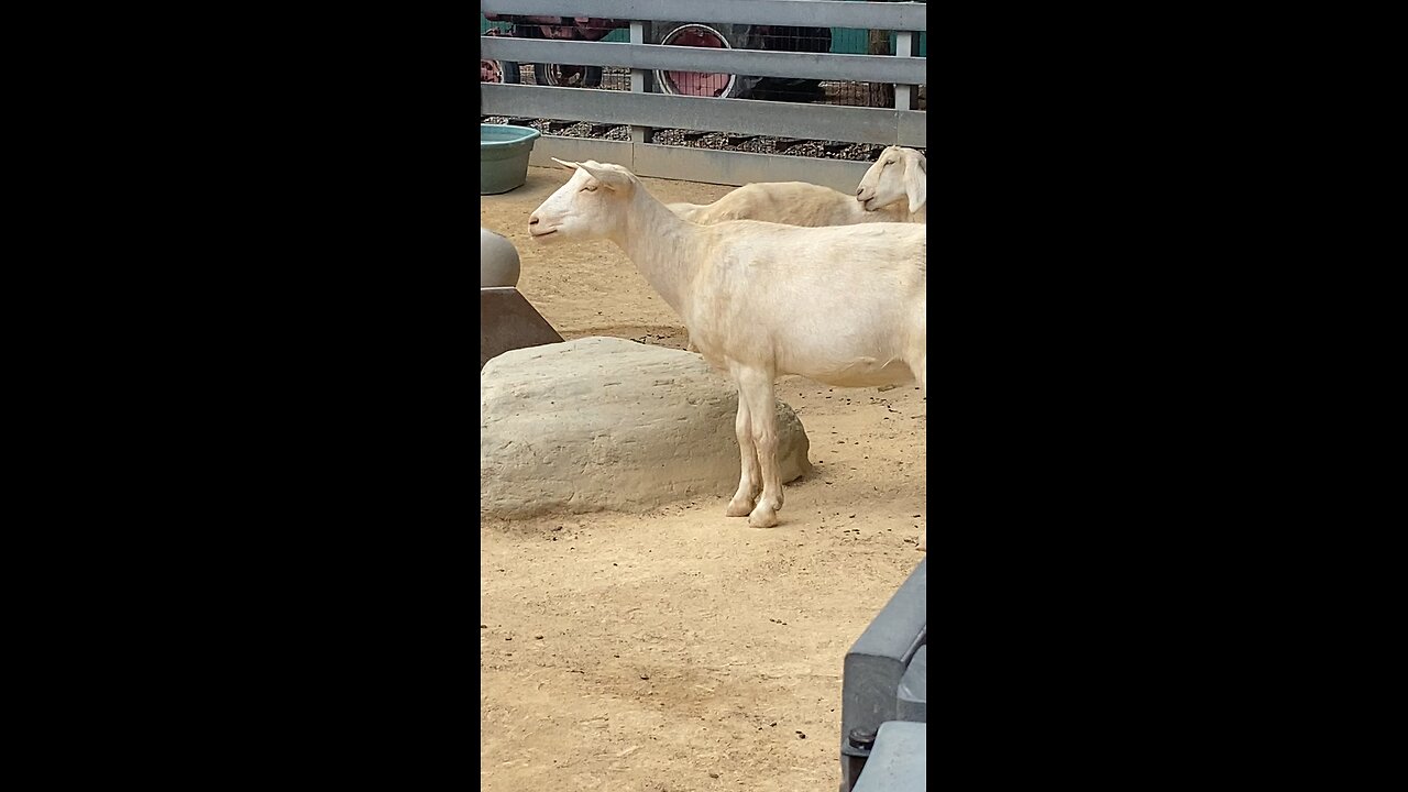 Goats 🐐 #goat #goats #followme #shorts #viral #trending