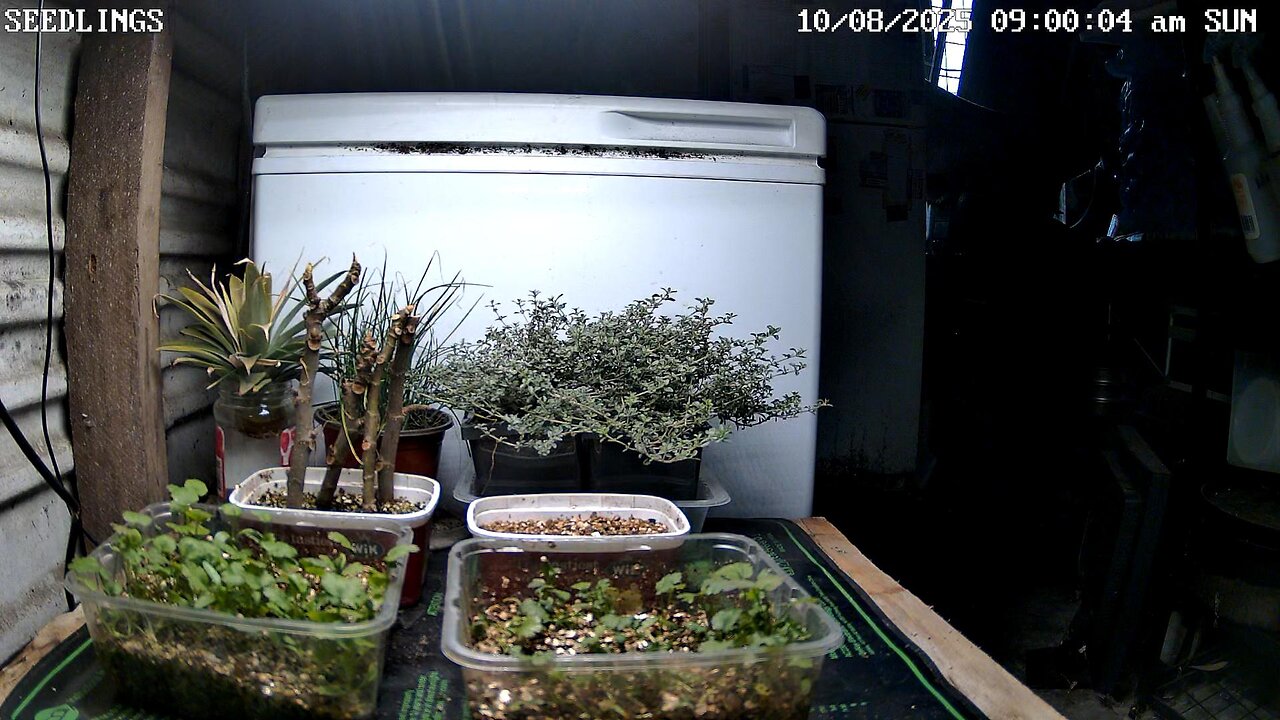Seedling Timelapse Ending 27-09-2025
