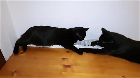 Kittens Luna and Thor love to be on top of radiator