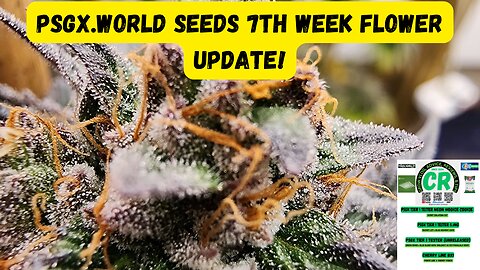 CR's 2024 Fall Grow PSGX Green River, Neon Wookie Cookie, & Ethos Cherry Line 7th Week Flower!