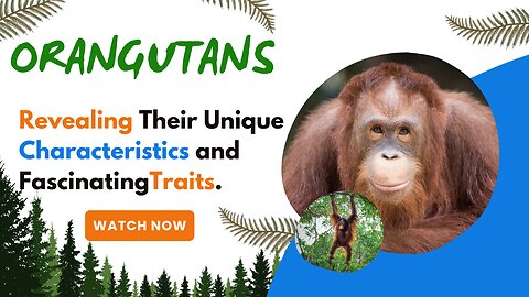 Orangutans, Revealing Their Unique Characteristics and Fascinating Traits.