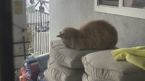 My Stray Cat 🐈, Zeus, Sleeping 💤