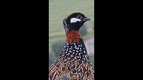 Black partridge