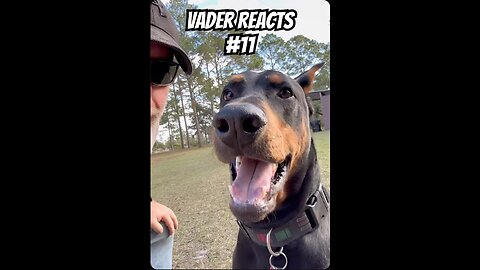 Doberman Reacts #11: Why Bears Don’t Wear Shoes 🐻😂 | More Dad Jokes