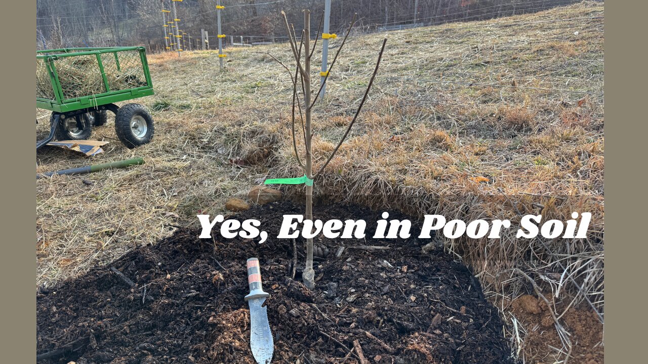 How we Plant Fruit Trees for Optimal Yields