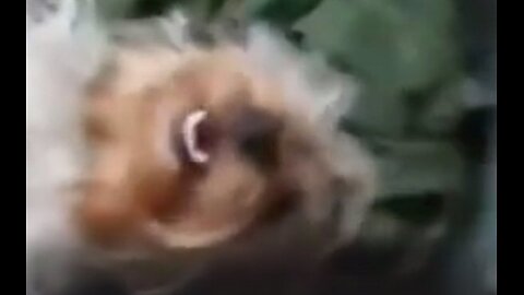 Puppies romping while Daddy tries to talk on the phone , PART 1 #funnydogs #yorkies #funnyoldpeople