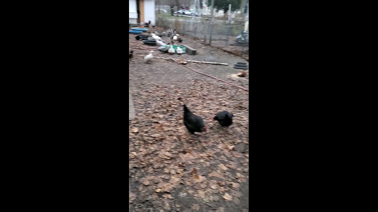 🦃HAPPY THANKSGIVING EVERYONE 🦃🐝🦆🐓