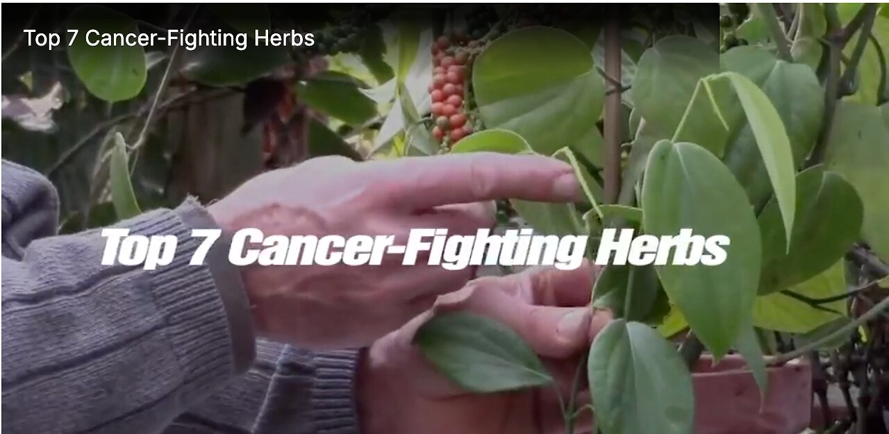 Top 7 Cancer-Fighting Herbs