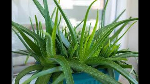 Mostely People do not know how to use aloe vera | Health Tips |