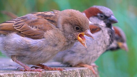 Close-up Footage of about 10 House Sparrows. Featuring Loud Baby Fledgling