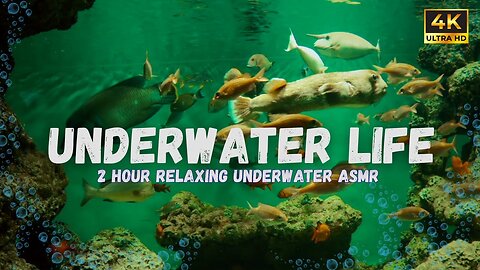 Floating Away Peaceful Underwater ASMR Sounds