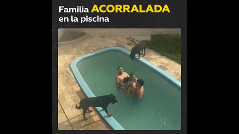 Familia alquila una casa sin saber que había dos rottweilers