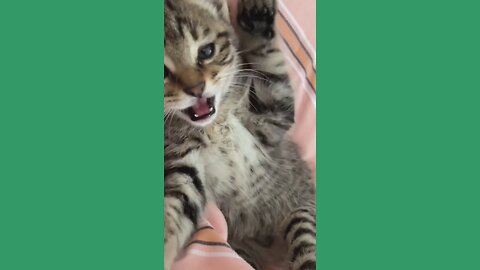 The CUTEST Kittens You'll Ever See! 😻💕