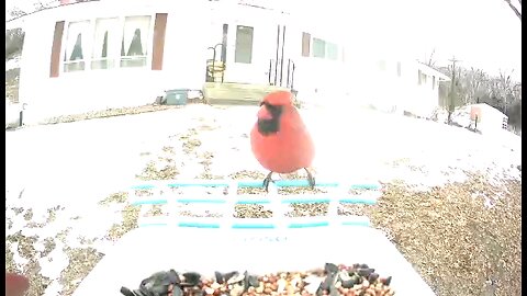 Northern Cardinal