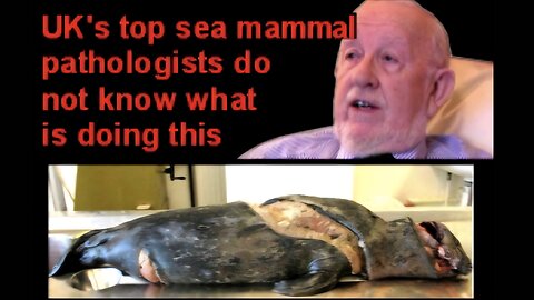 UFO Spotters & Unexplained Seal Mutilations - w/ David Cayton (2015) [Richplanet TV Show 198]