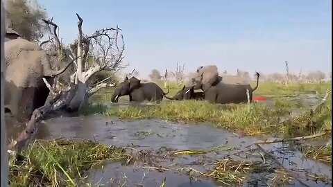 The danger of the elephant herd