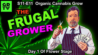 S11-E11 - Day 1 of Flower - Cannabis Grow –Still Training With Plant Clips! Mars Hydro FC4000 EVO