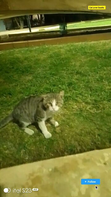 Cat Lover Saudia arbia video