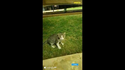 Cat Lover Saudia arbia video