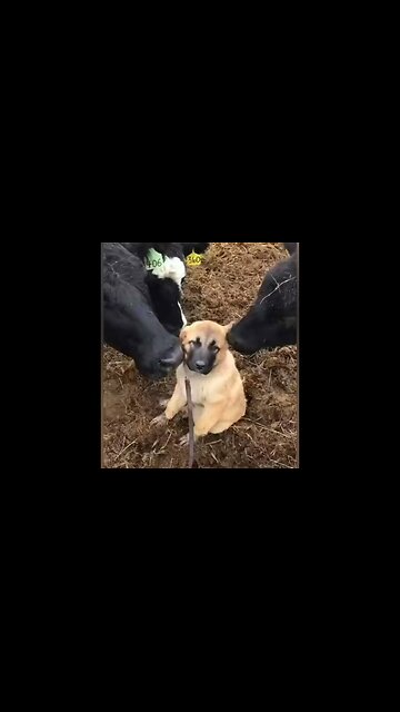 The precious dog with many friends