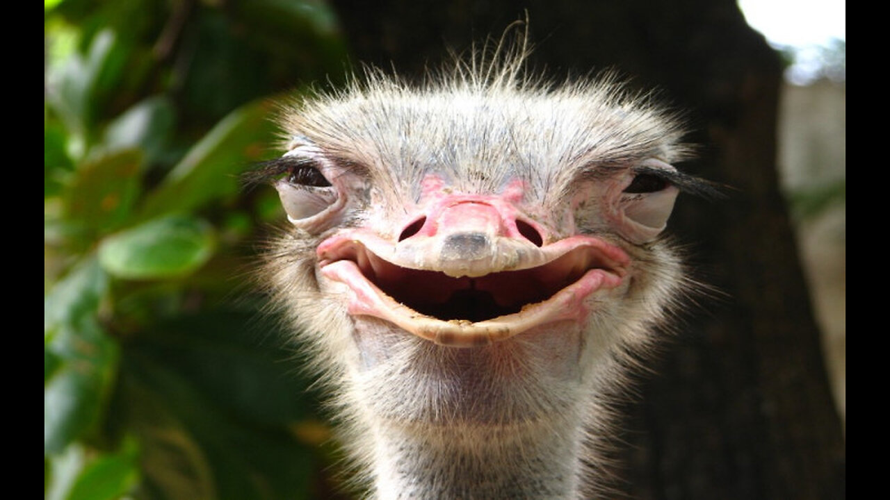 ~End Times Of Your Tapeworm~