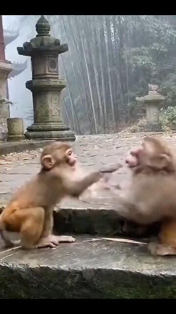 Two Monkey's Fighting Cat Confused 🤔