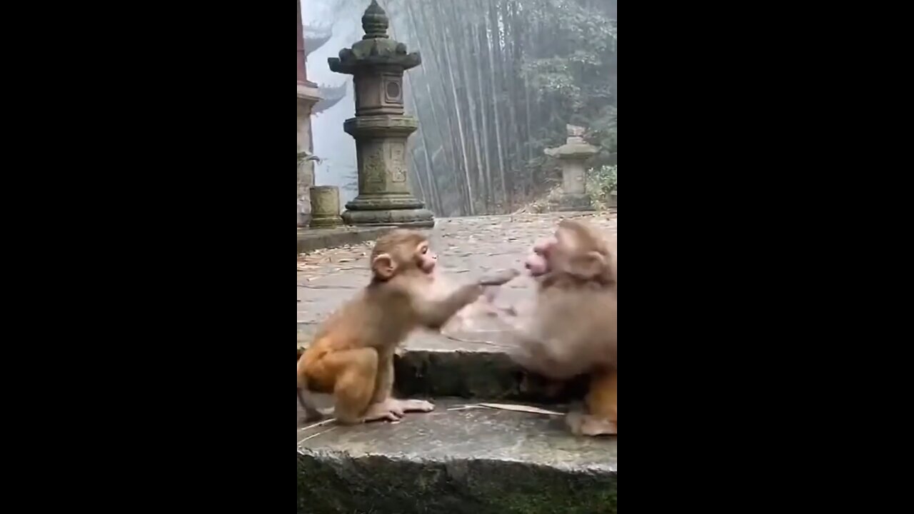 Two Monkey's Fighting Cat Confused 🤔