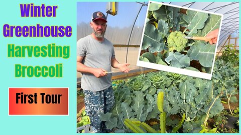 "Winter Greenhouse Brassica: Growing, Harvesting, and Processing Broccoli for Year-Round Harvest!"