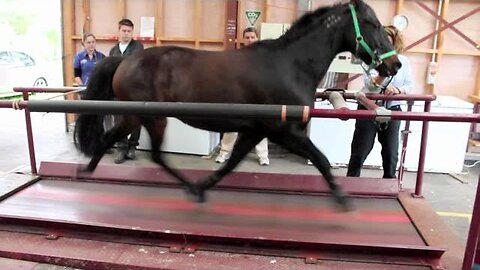 Galloping on the Belt: A Horse's Treadmill Journey"