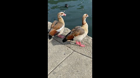 Egyptian Goose 🪿 & Coot #egyptiangoose #goose #coot #subscribe #shorts #viral #trending