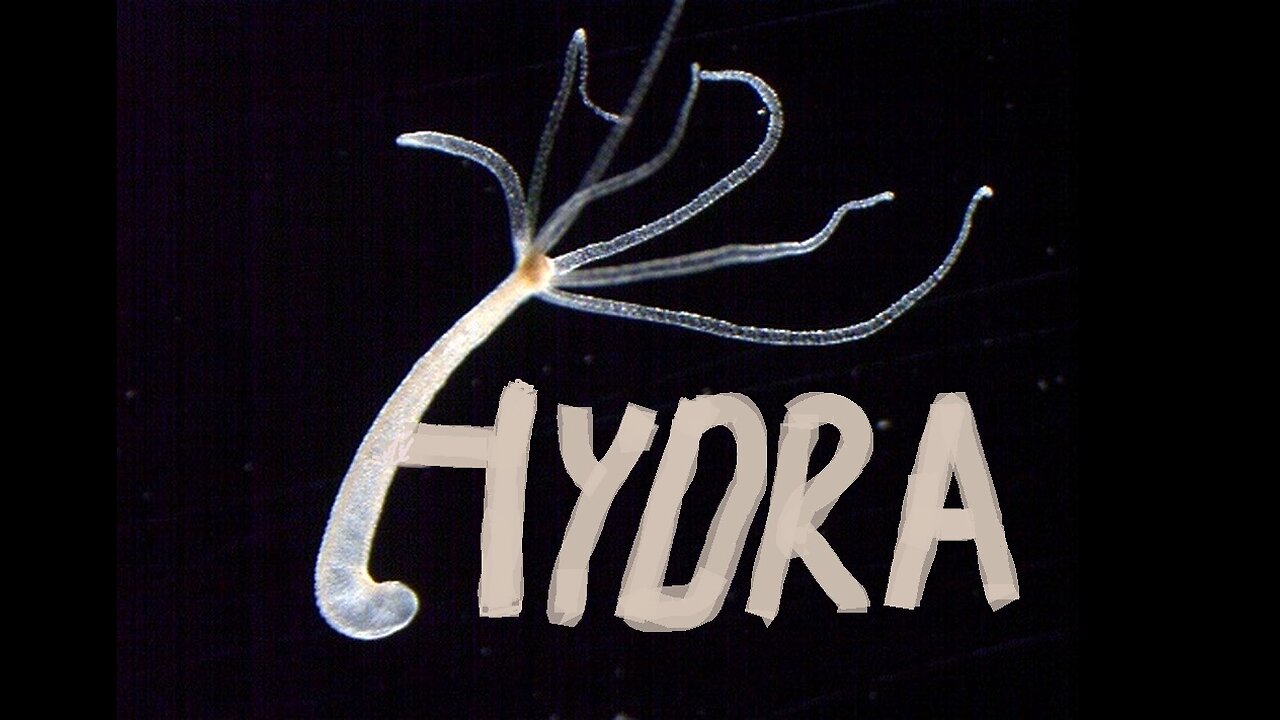 HYDRA Revisited