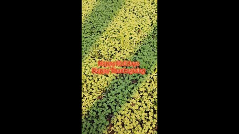 Happy Thanksgiving 🦃