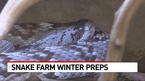 Preparing animals for cold weather at the Snake Farm