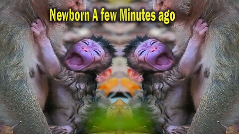 Amazing News! Monkey KARITA just Gave A Birth To Adorable Newborn BABY Today 02.13.25 After Wake Up